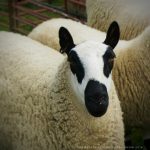 Livestock